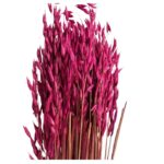 Dry fuchsia sativa oat