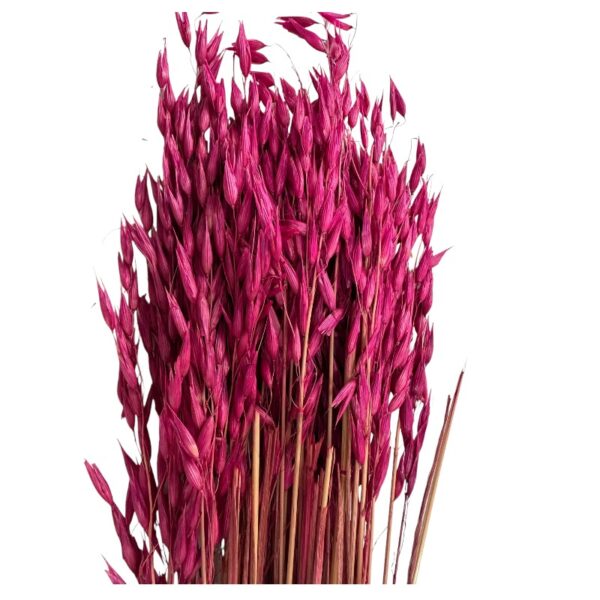 Dry fuchsia sativa oat