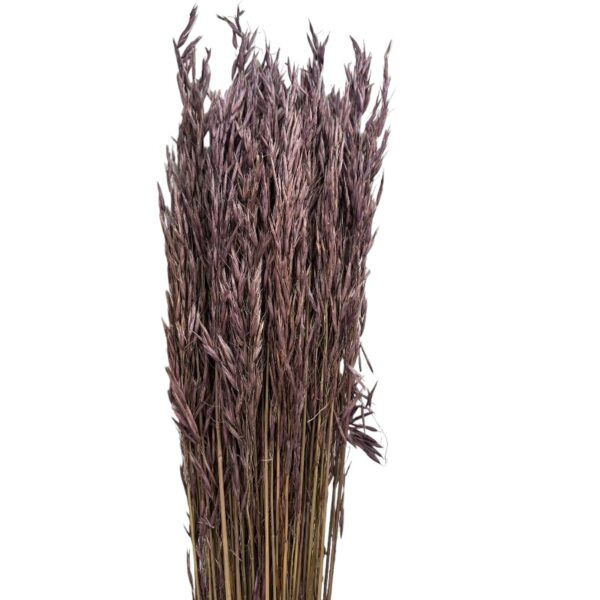 Dry lavender sativa oat - Image 2