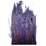 Dry lilac sativa oat
