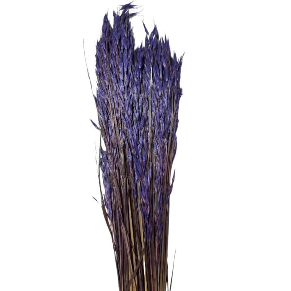 Dry lilac sativa oat - Image 2
