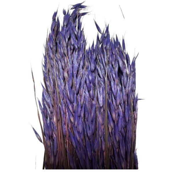 Dry lilac sativa oat