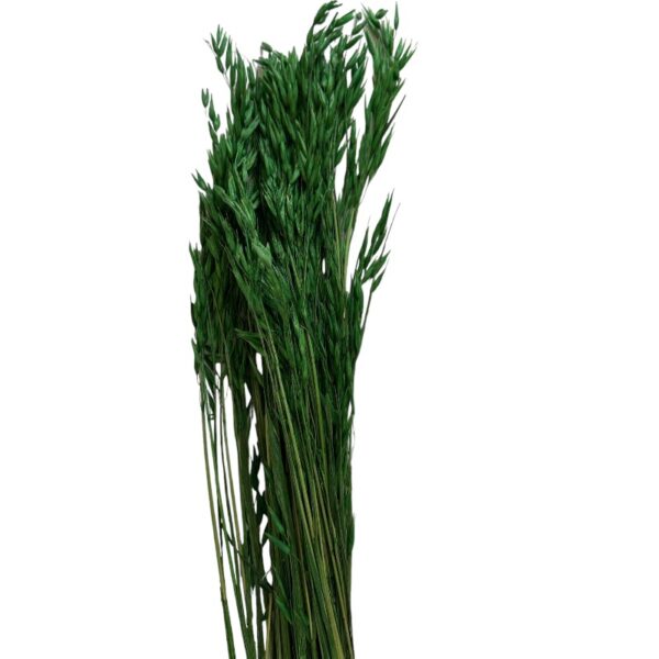 Dry green sativa oat - Image 2