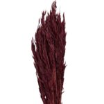 Dry wine color sativa oat - Image 2