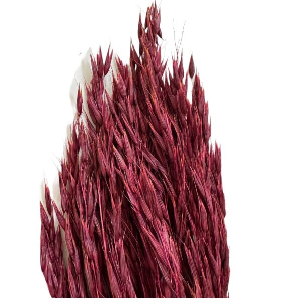 Dry wine color sativa oat