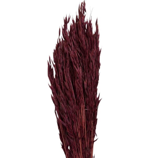 Dry wine color sativa oat - Image 2