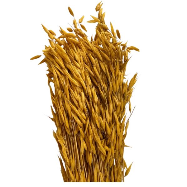 Dry mustard color sativa oat