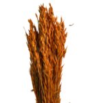 Dry orange sativa oat - Image 2