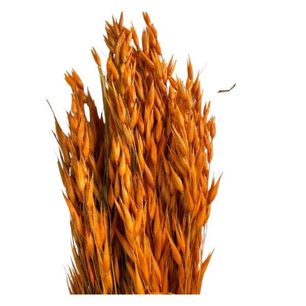 Dry orange sativa oat