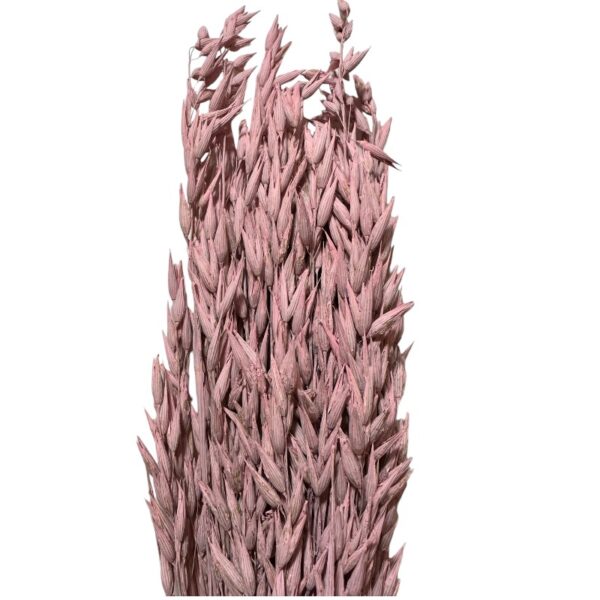 Dry misty light pink oat