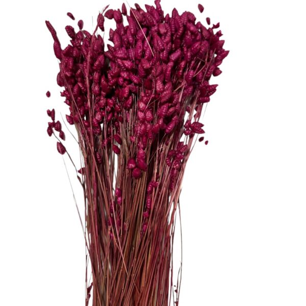 Dry fuchsia Briza Max - Image 2