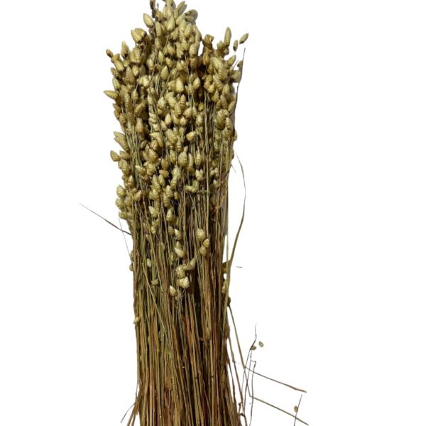 Dry briza Max natural color - Image 2
