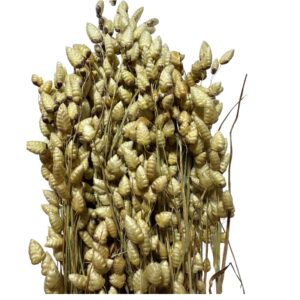 Dry briza Max natural color