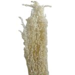 Dry white MINI briza - Image 2