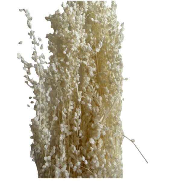 Dry white MINI briza