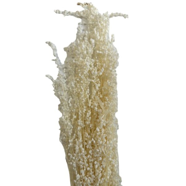 Dry white MINI briza - Image 2