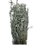 Dry grey MINI briza