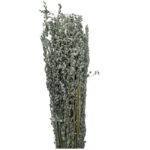 Dry grey MINI briza - Image 2