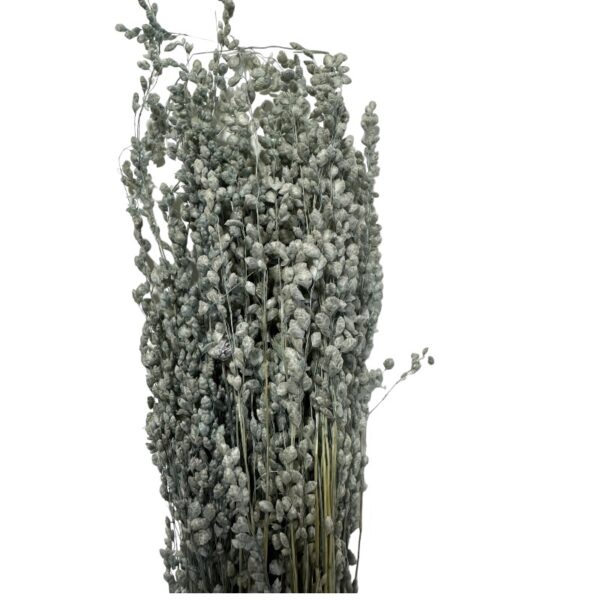 Dry grey MINI briza