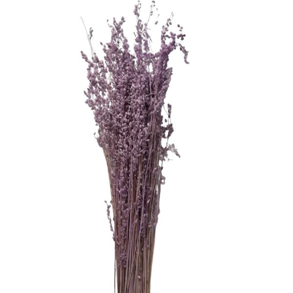Dry lavender Briza Min. - Image 2