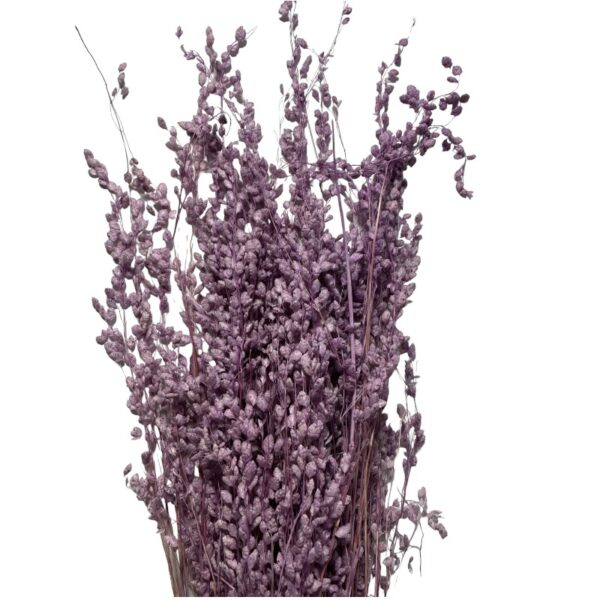 Dry lavender Briza Min.
