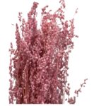 Dry pink MINI briza