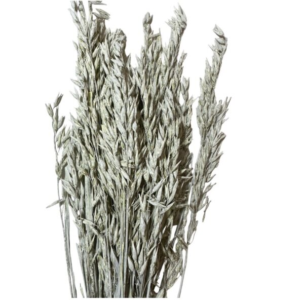 Dry misty white oat