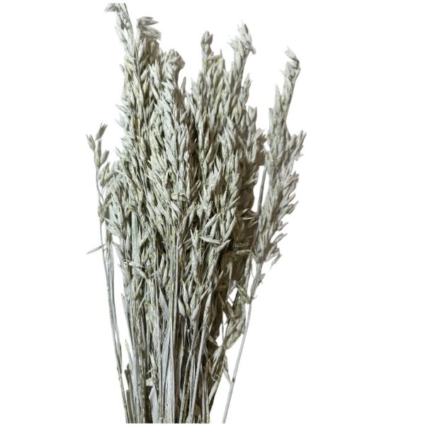 Dry misty white oat - Image 2