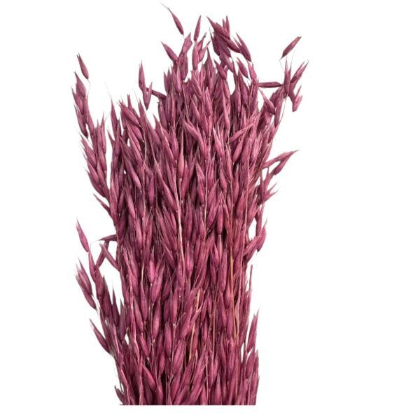 Dry cherry sativa oat - Image 2