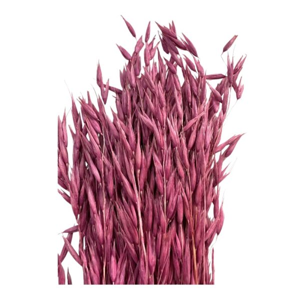 Dry cherry sativa oat