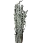 Dry misty grey oat - Image 2