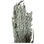 Dry misty grey oat