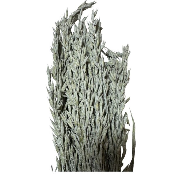 Dry misty grey oat