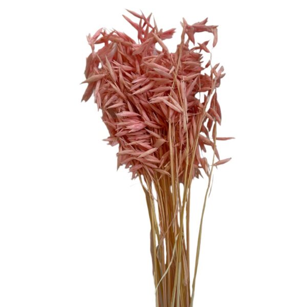 Dry pink sativa oat - Image 2
