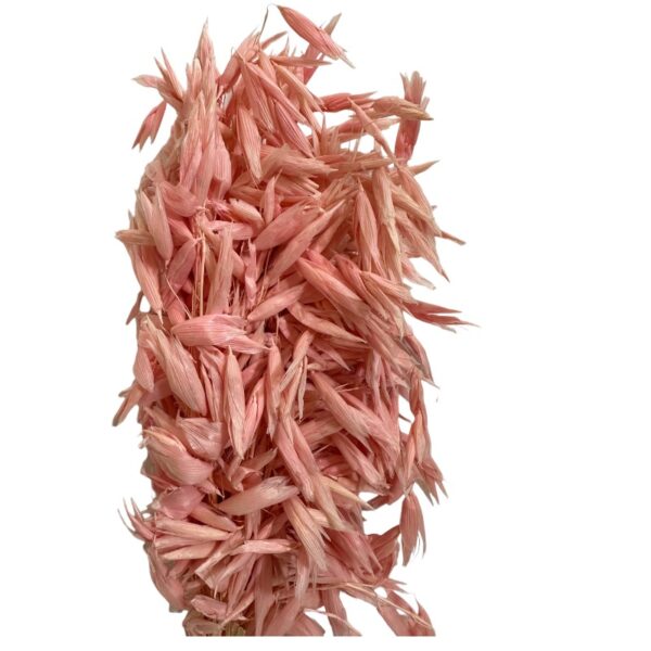 Dry pink sativa oat