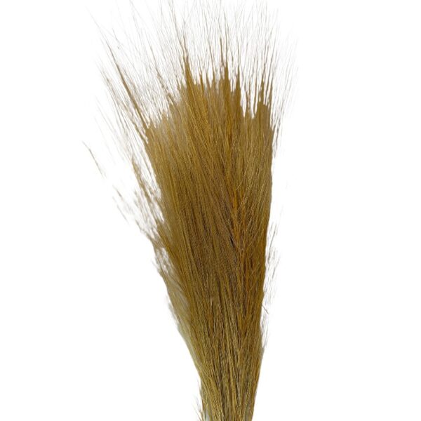 Dry yellow barba - Image 2