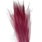 Dry fuchsia barba - Image 2