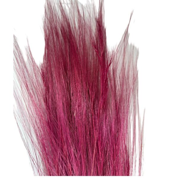 Dry fuchsia barba
