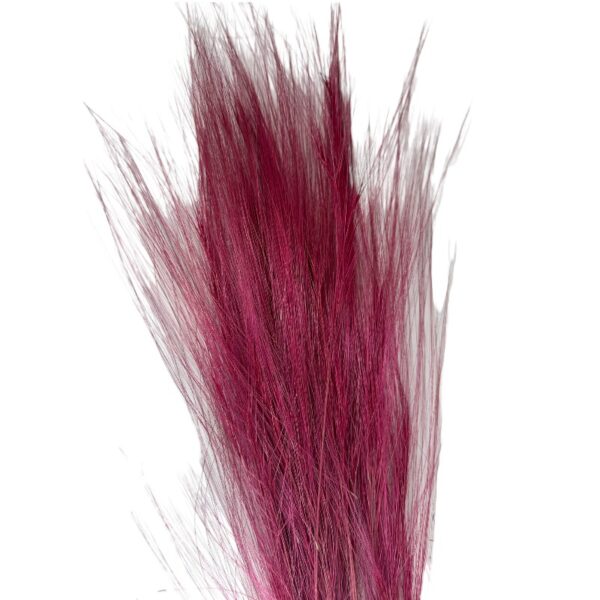 Dry fuchsia barba - Image 2