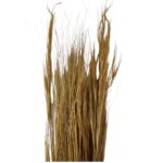 Dry brown barba