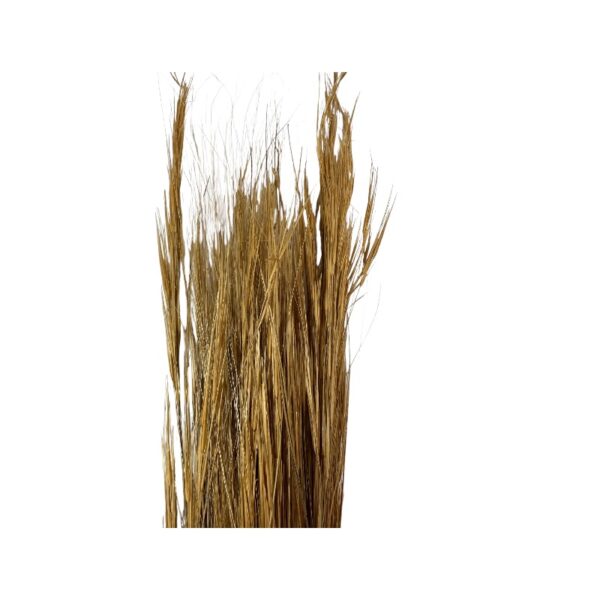 Dry brown barba - Image 2