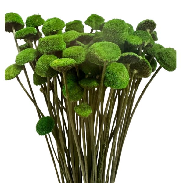 Dry green botao