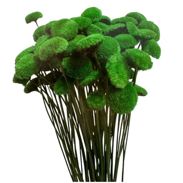 Dry green botao - Image 2