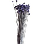 Dry lavender color botao - Image 2