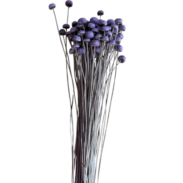 Dry lavender color botao - Image 2