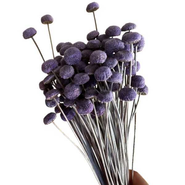 Dry lavender color botao