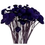 Dry purple botao