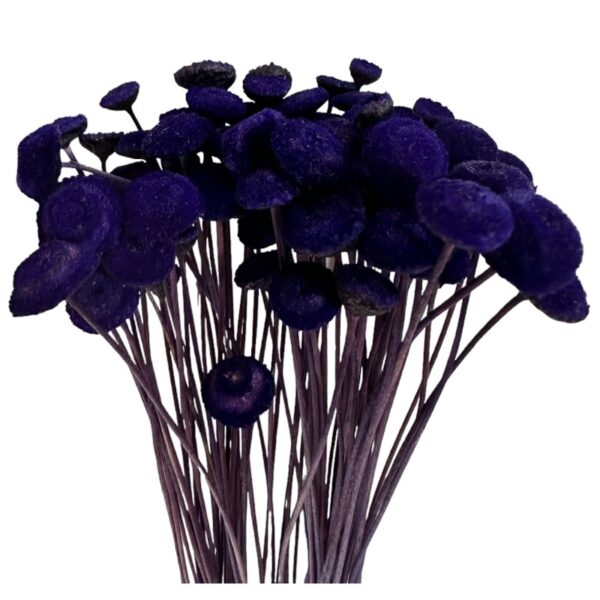 Dry purple botao