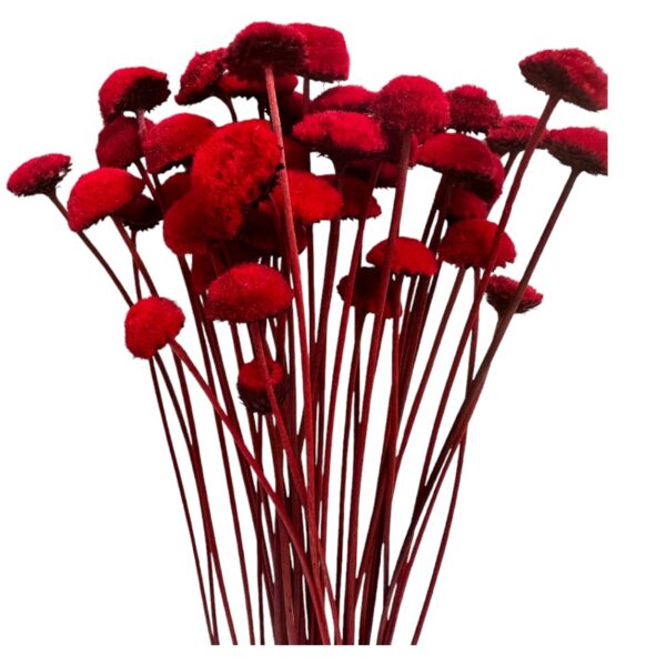 Dry red botao
