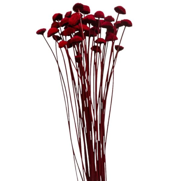Dry red botao - Image 2